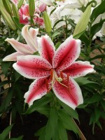 [4319 Special News GA No02.JPG]